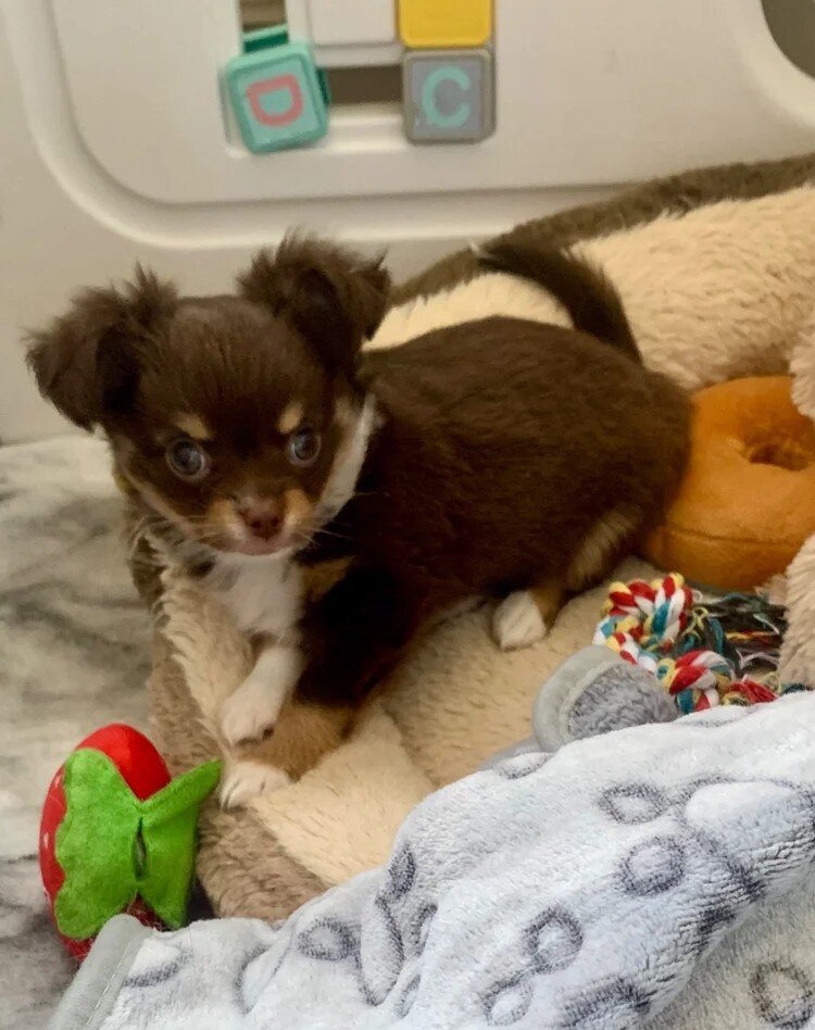 Chocolate long hair chihuahua boy image 1