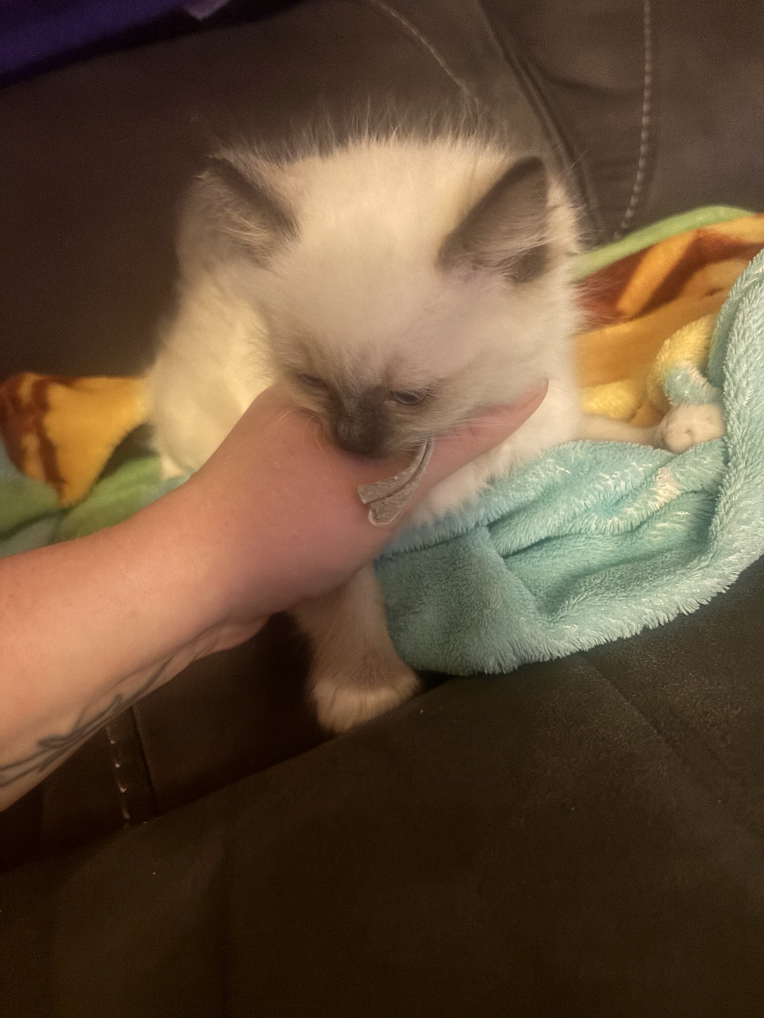 Ragdolls image 8