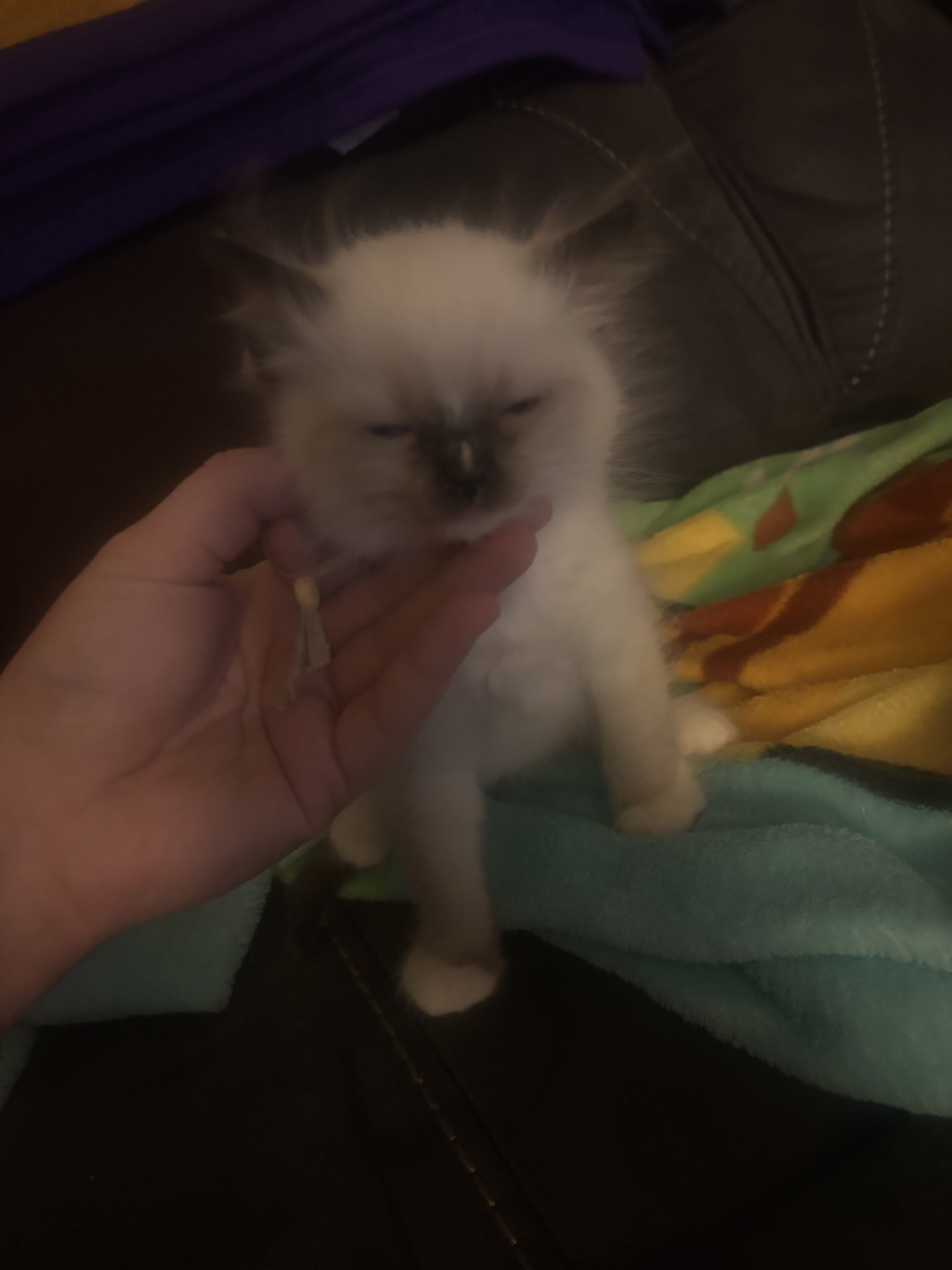 Ragdolls image 9