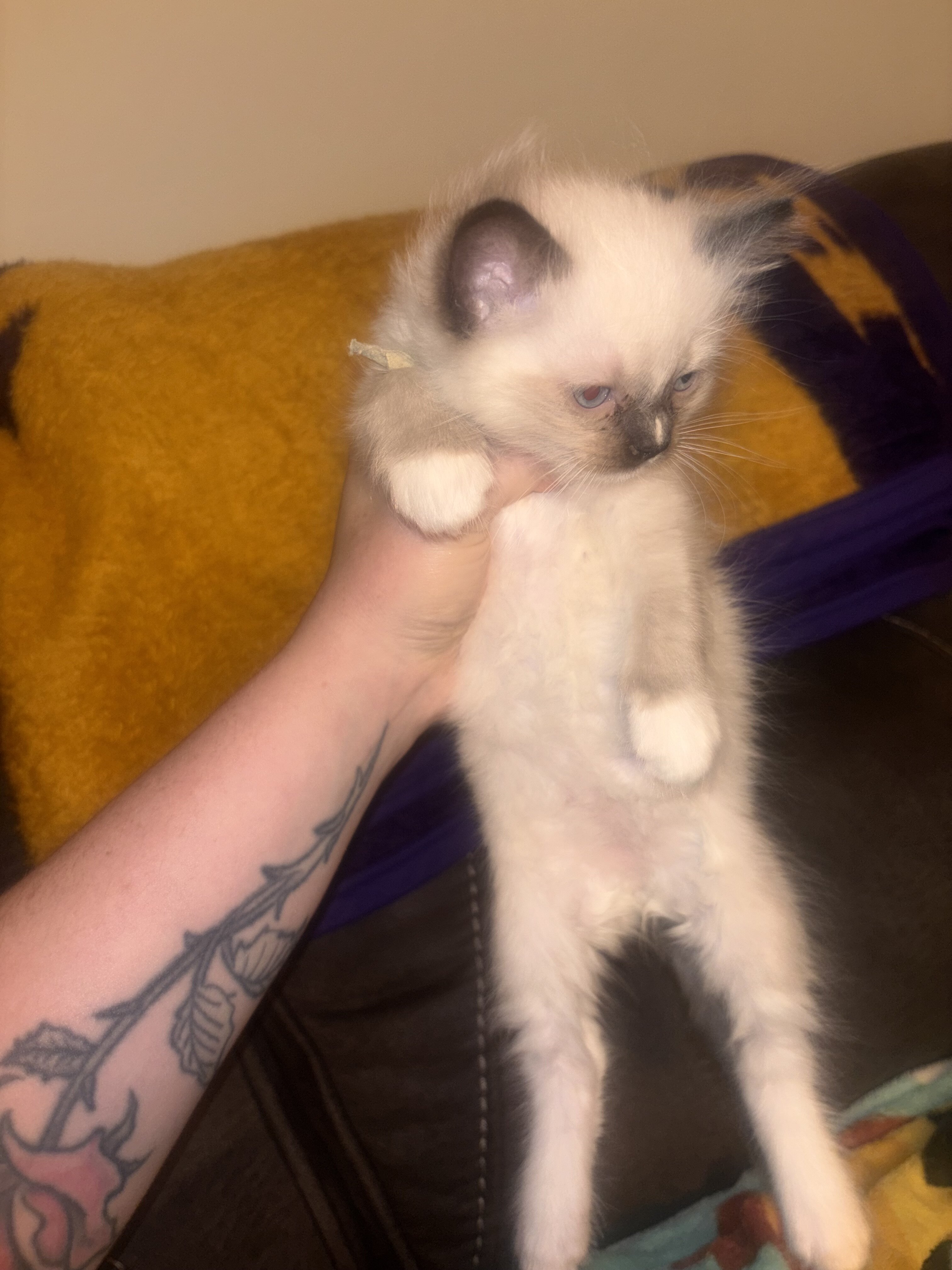 Ragdolls image 6