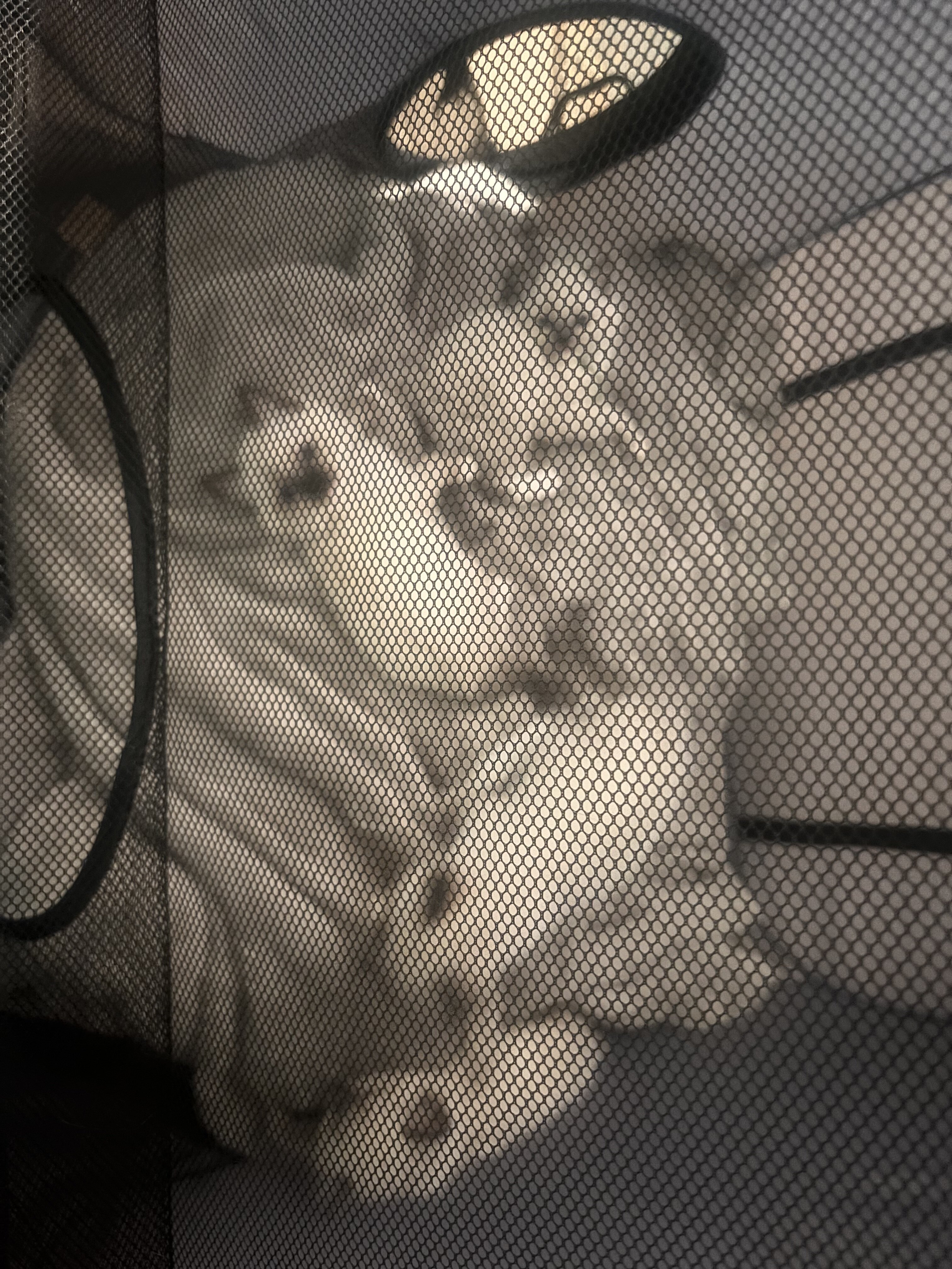 Ragdolls image 3