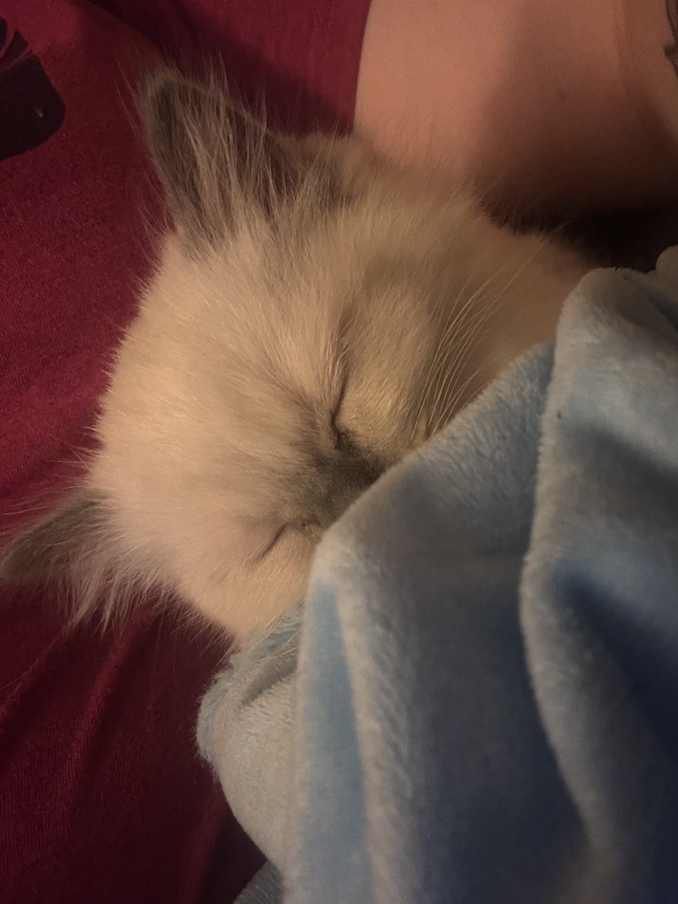 Ragdolls image 2
