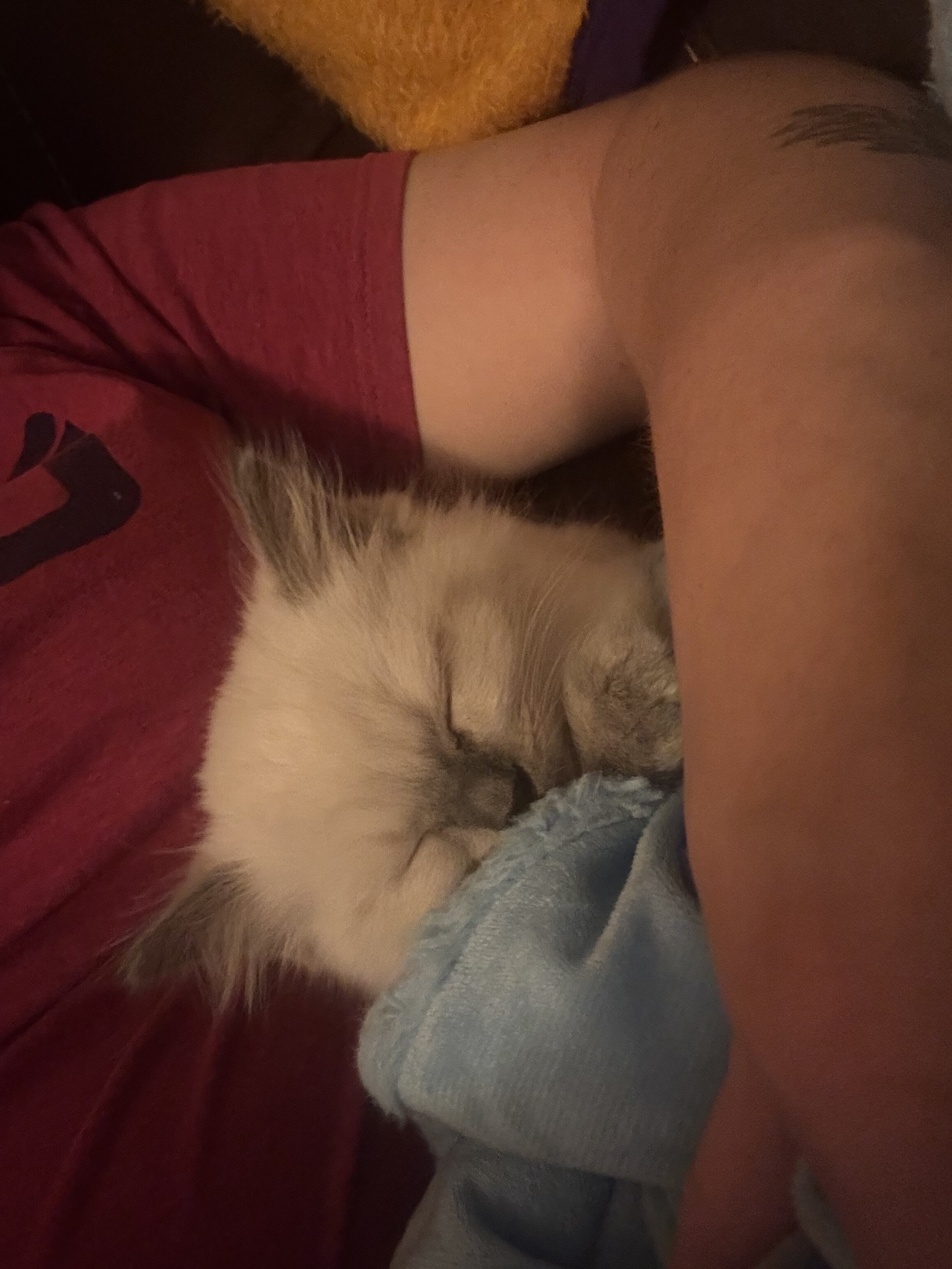 Ragdolls image 1
