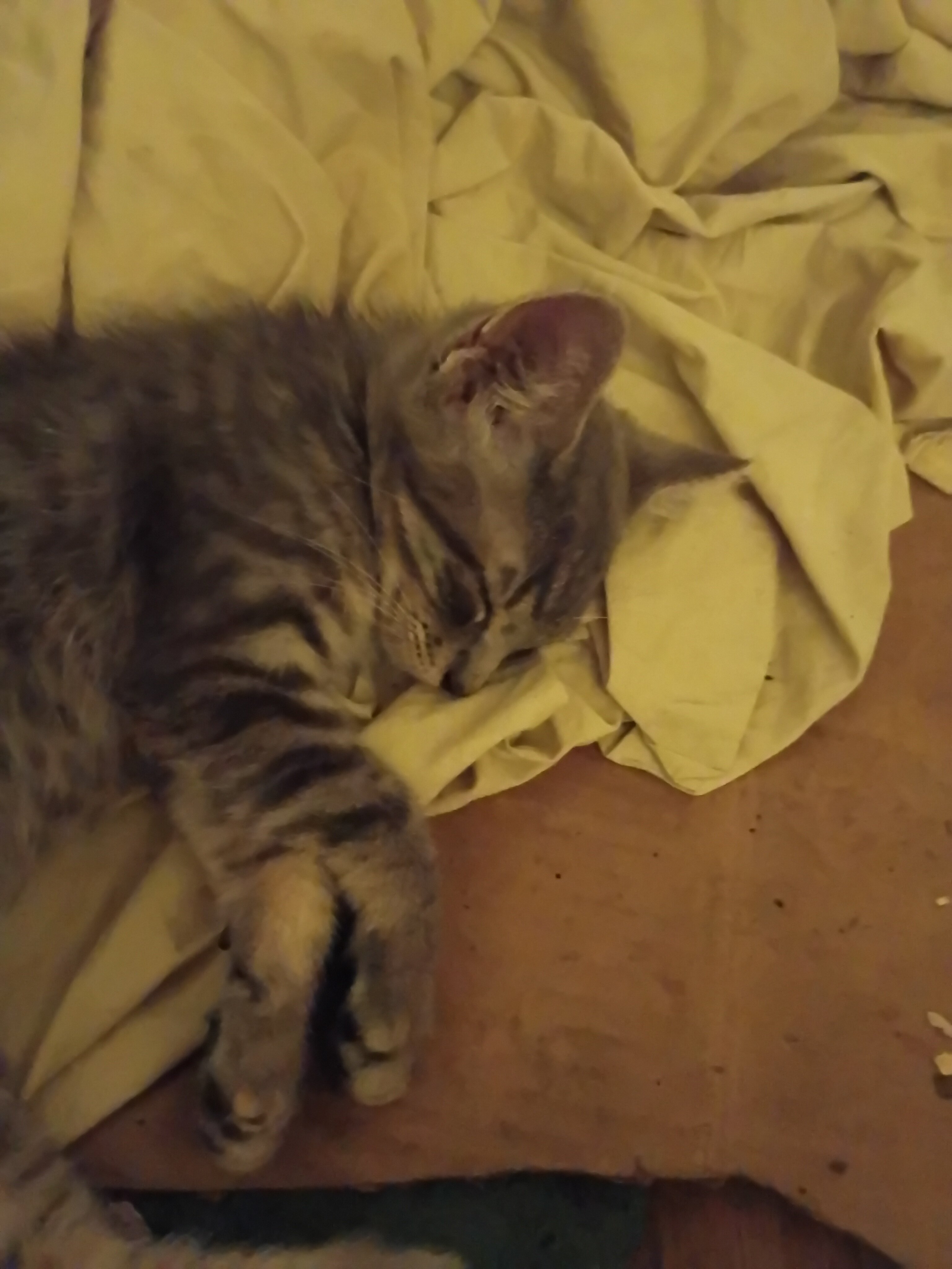 kitten image 2