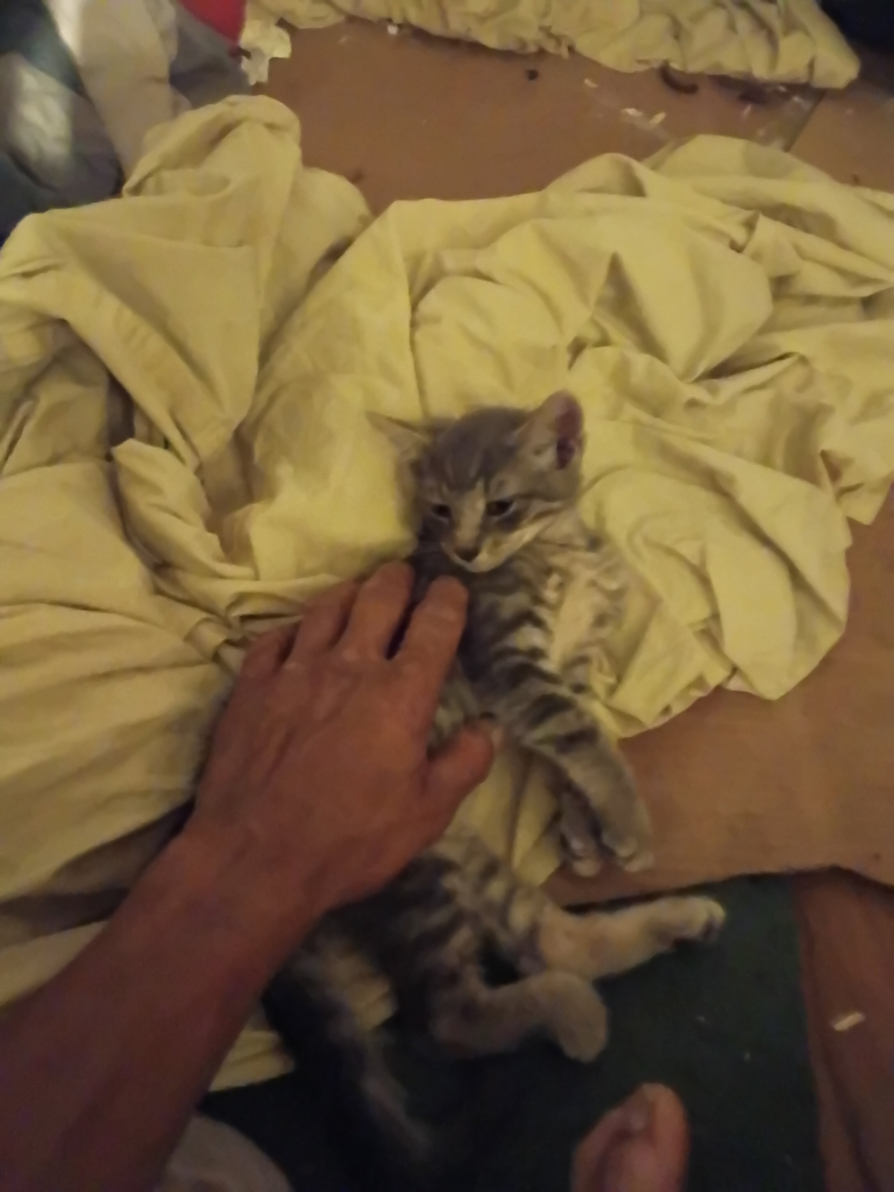 kitten image 4