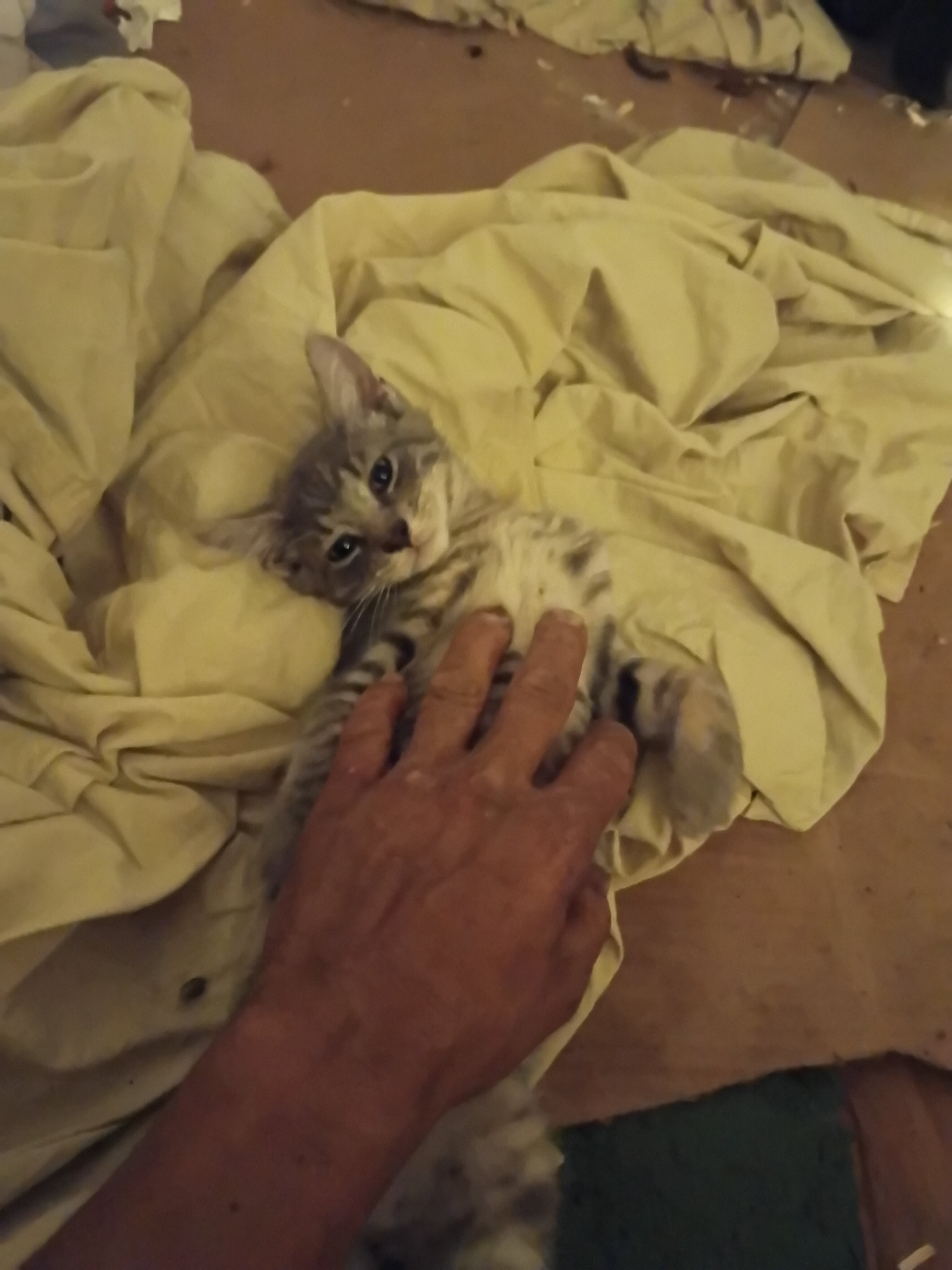 kitten image 1