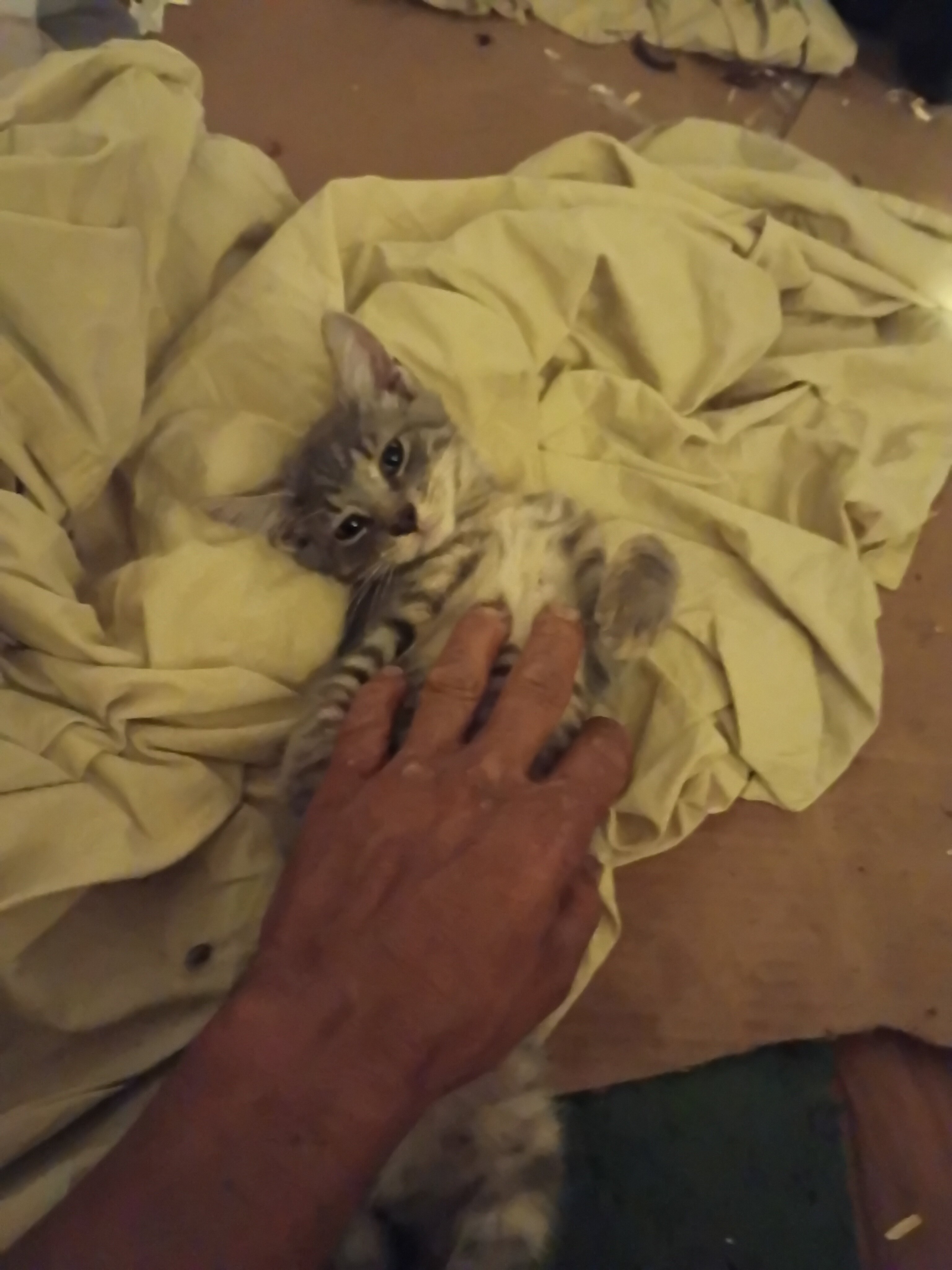 kitten image 5