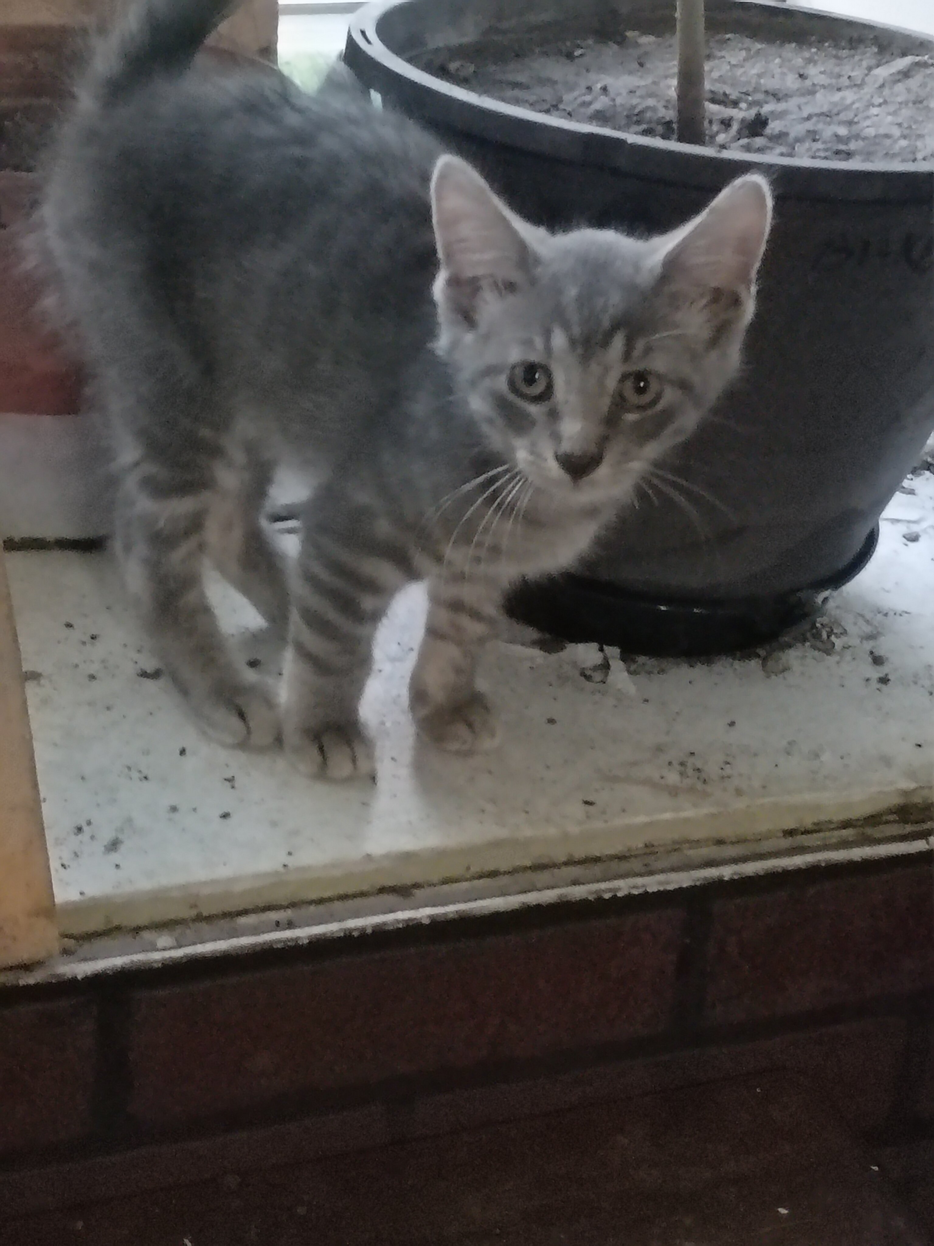 kitten image 6