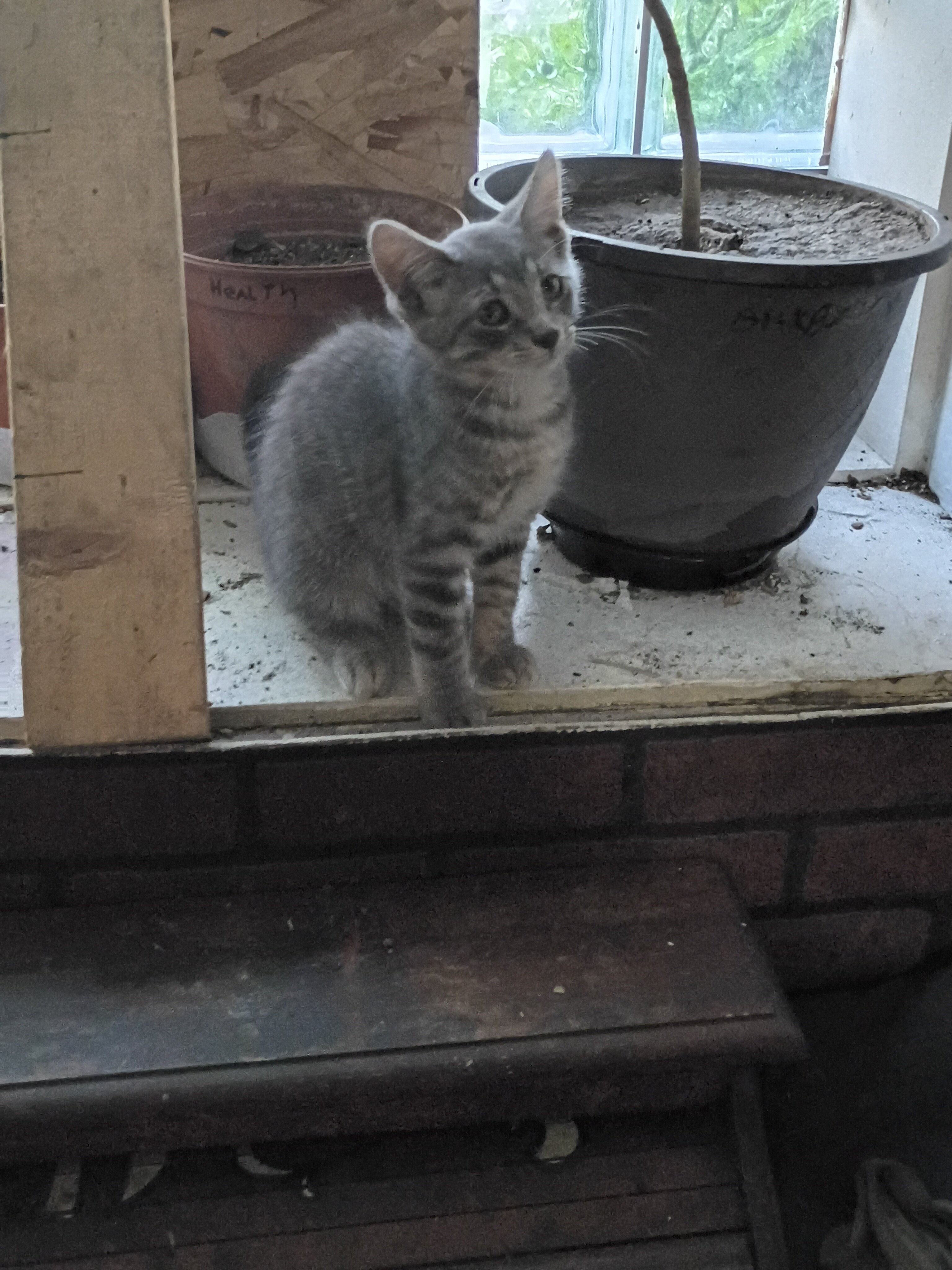 kitten image 3