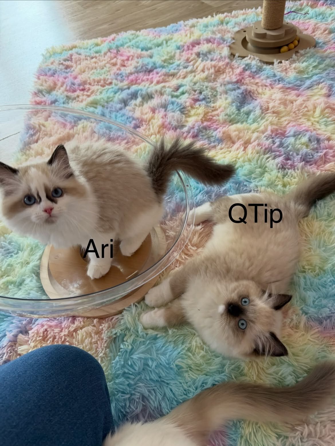 Find Your Ideal Companion with a Ragdoll Kitten image 1