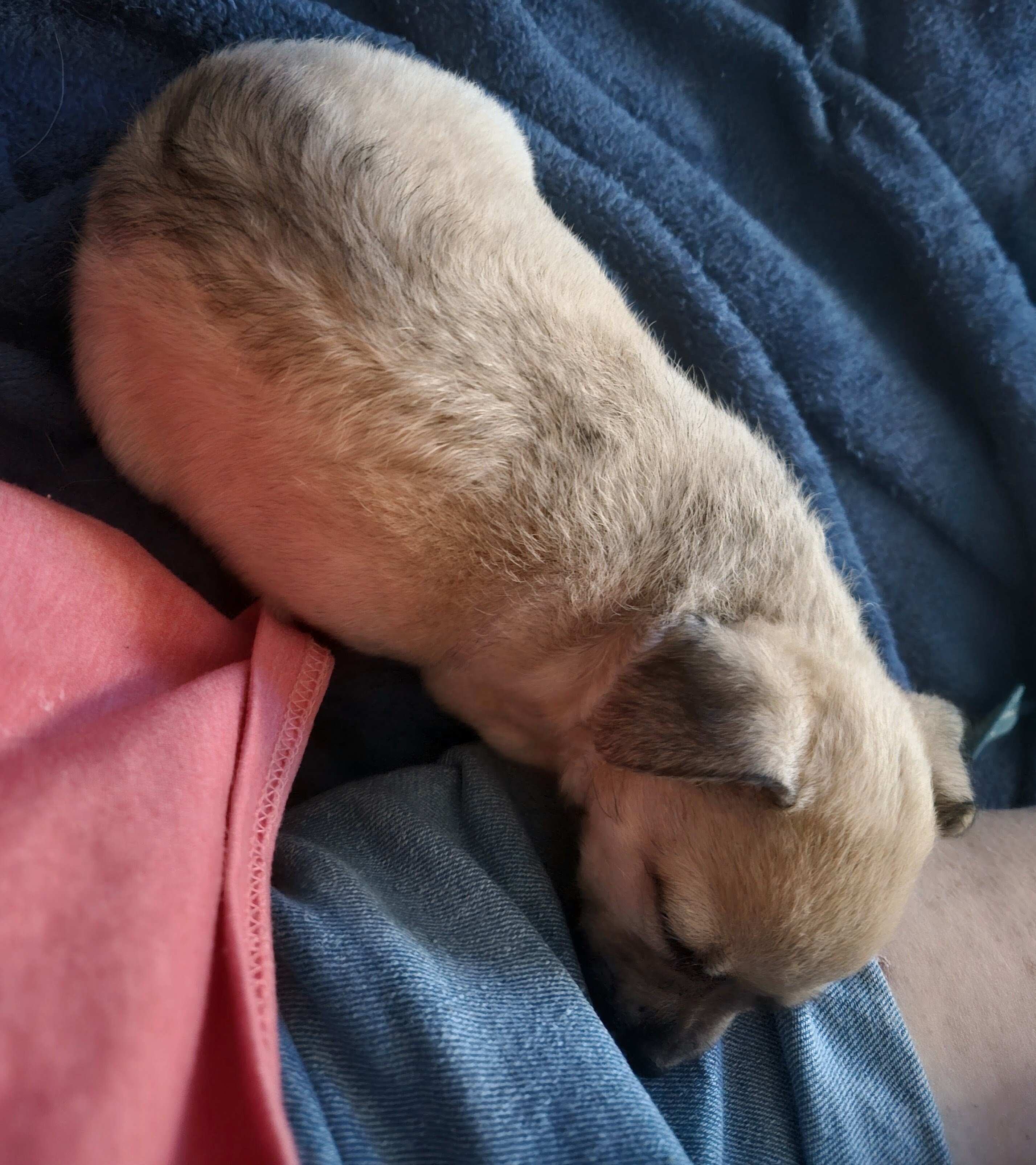 Puppy image 2
