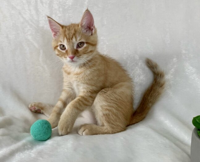 Gorgeous kitten image 1