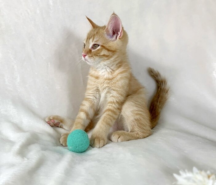 Gorgeous kitten image 3