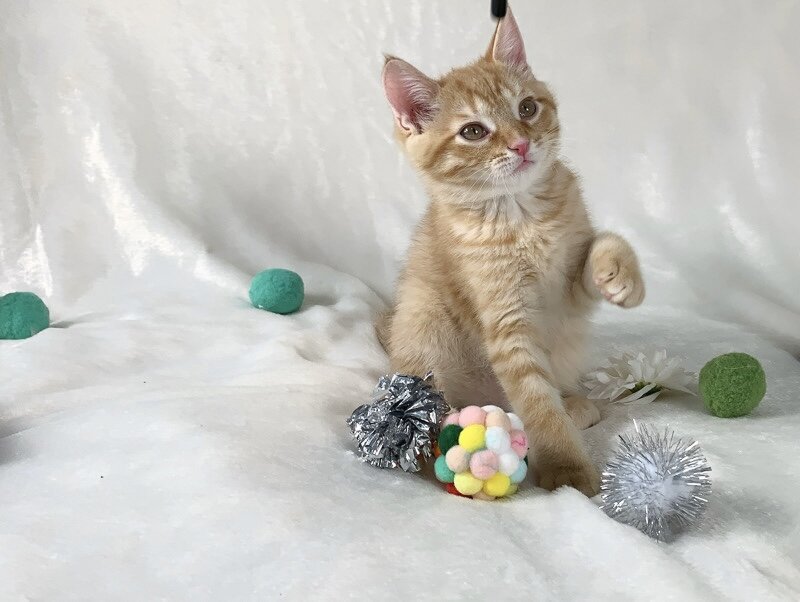 Gorgeous kitten image 2