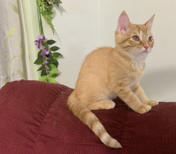 Gorgeous kitten image 7