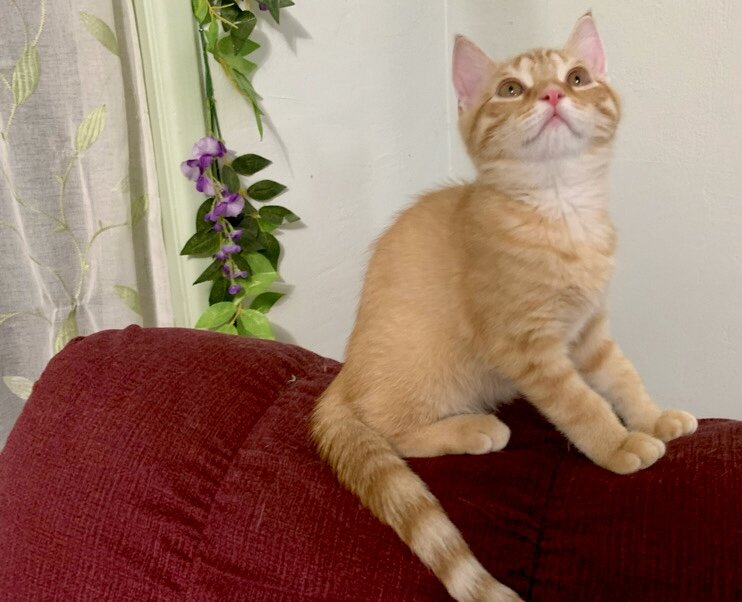 Gorgeous kitten image 5