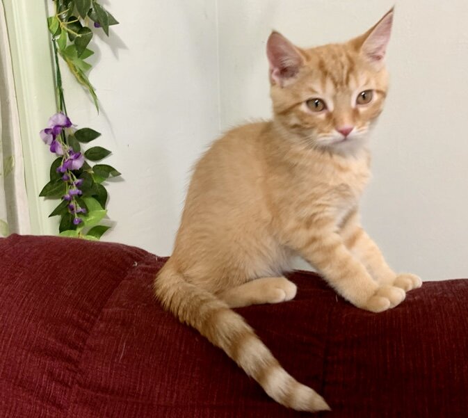 Gorgeous kitten image 6