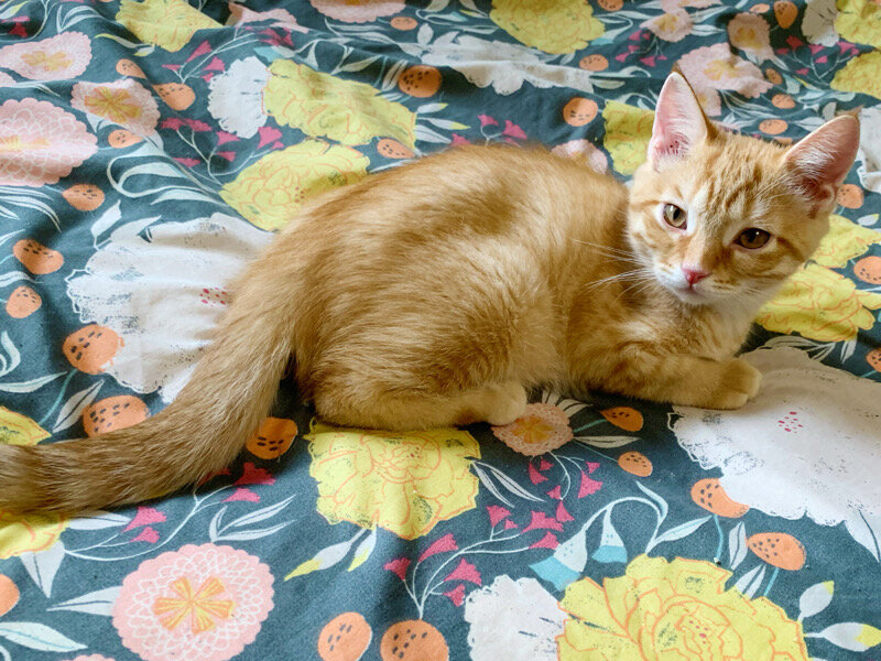 Gorgeous kitten image 8