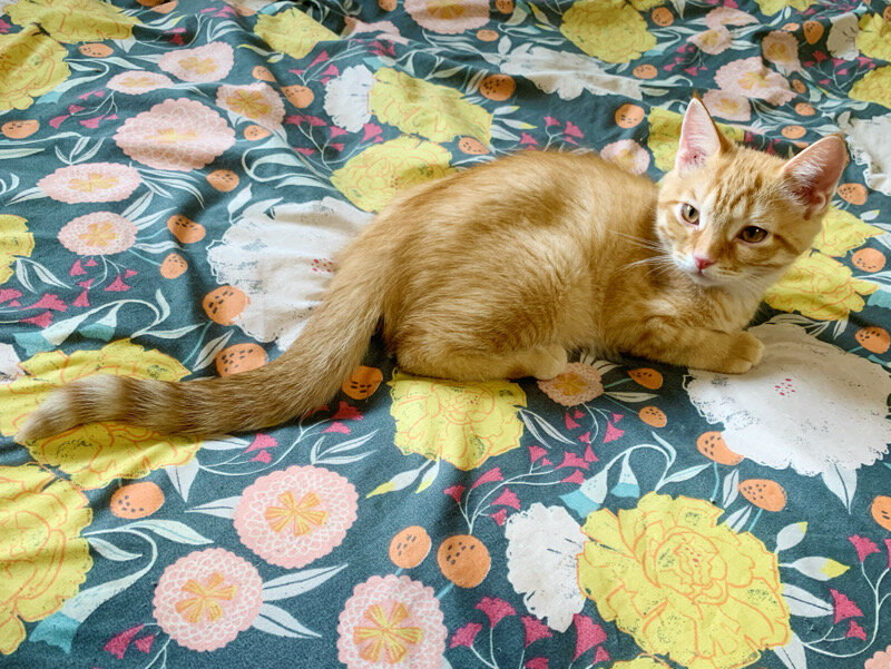 Gorgeous kitten image 9