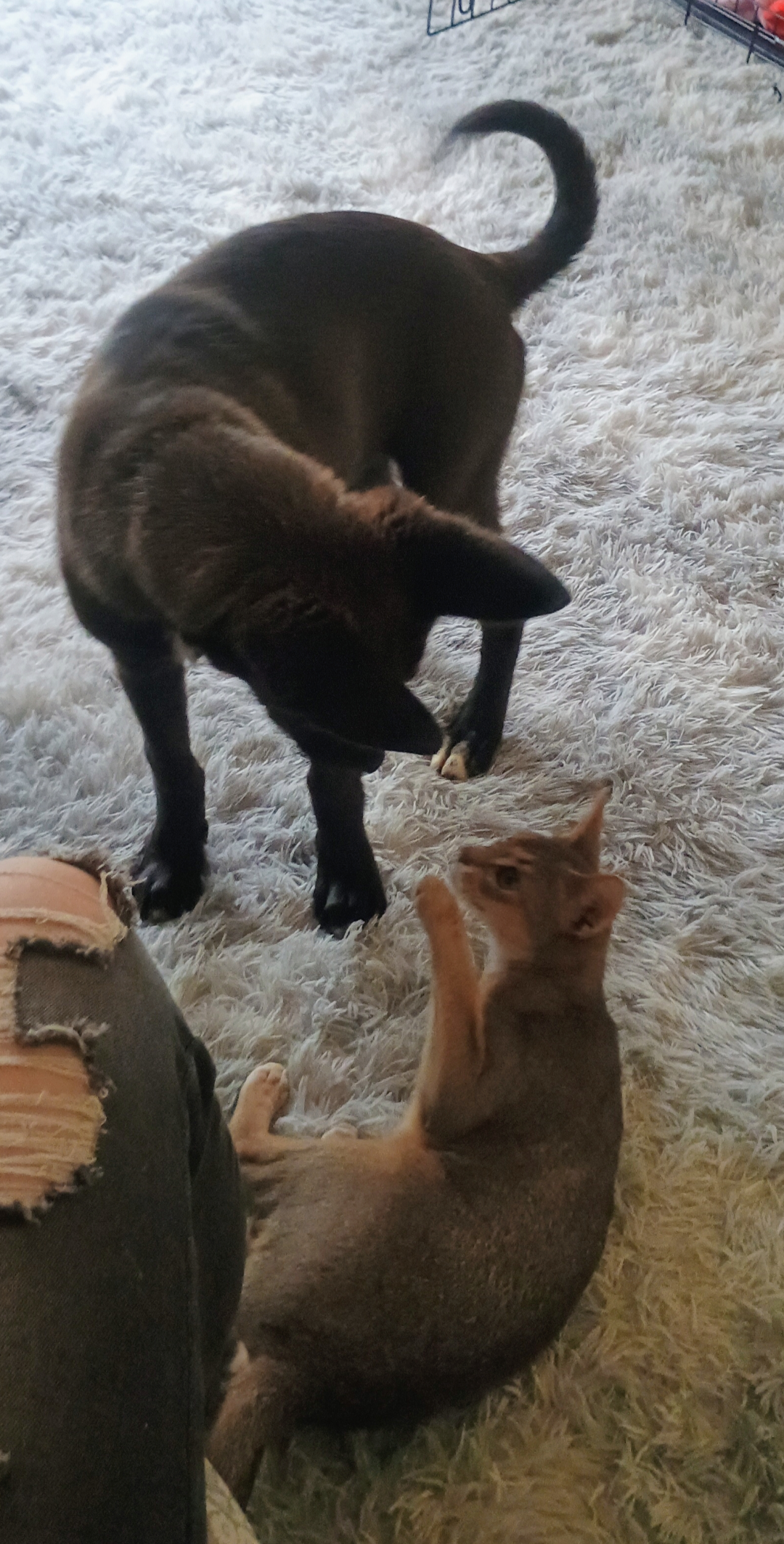 Belgian malinois puppy image 4