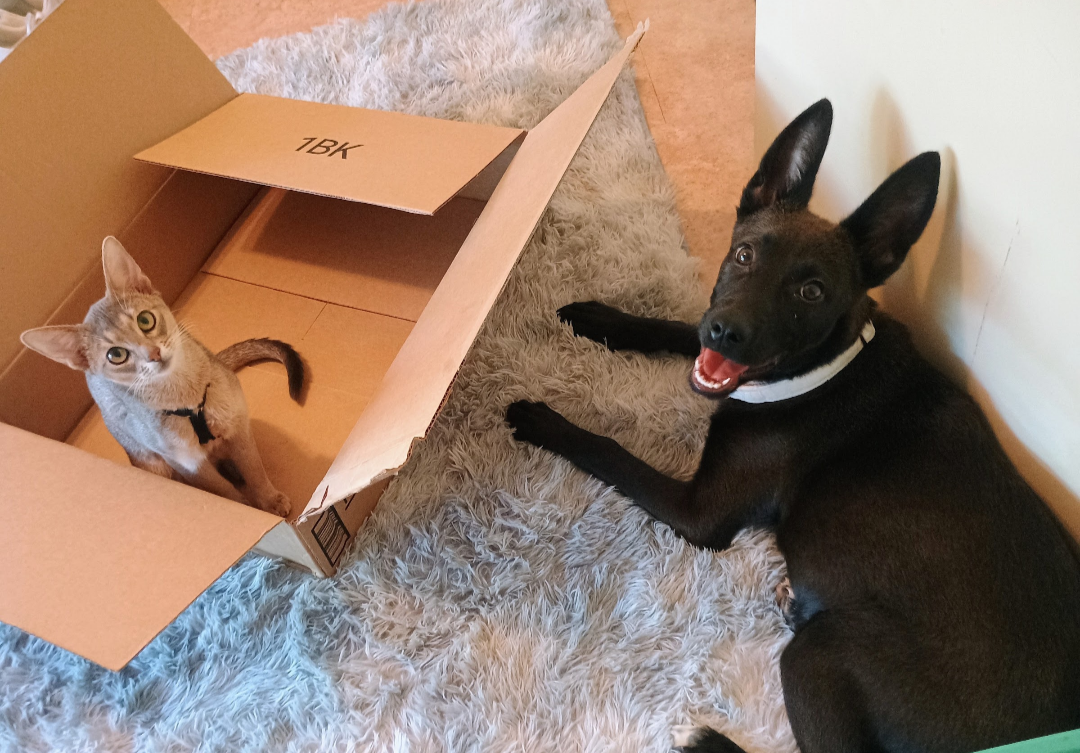 Belgian malinois puppy image 5