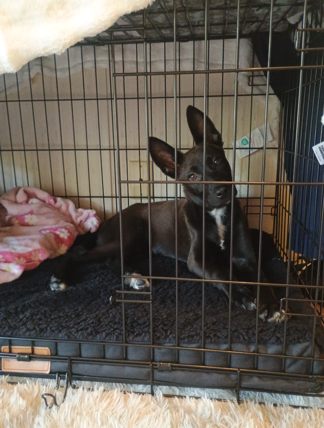 Belgian malinois puppy image 6