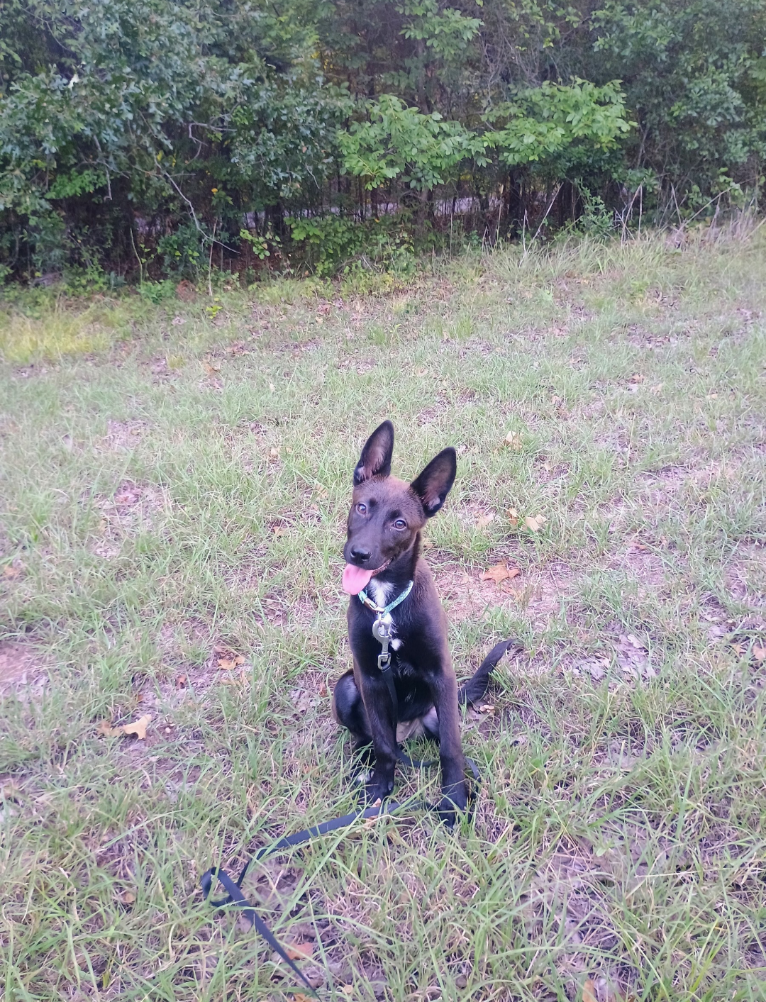 Belgian malinois puppy image 2
