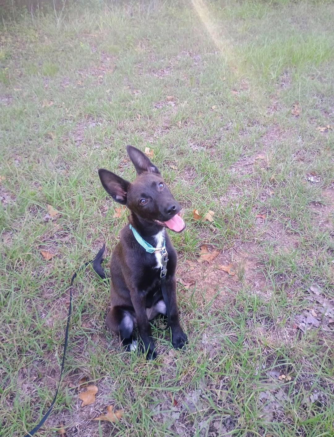 Belgian malinois puppy image 1