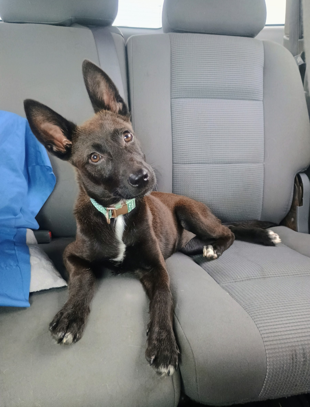Belgian malinois puppy image 3