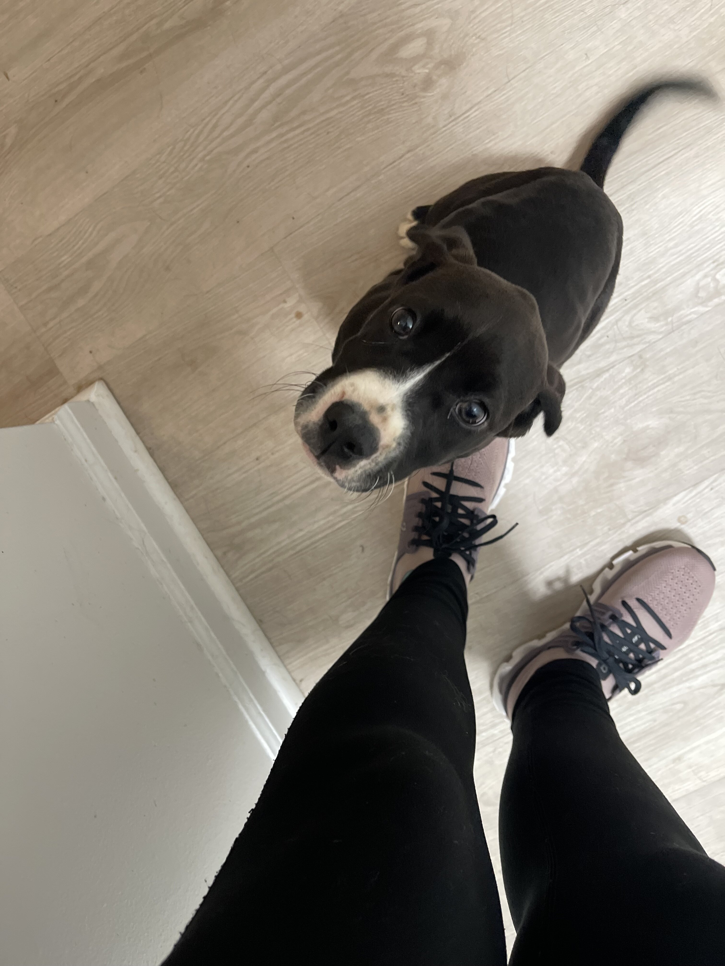 Pitbull female image 1