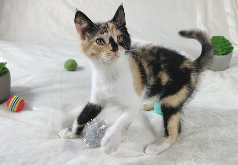 Unique Calico kitten image 1