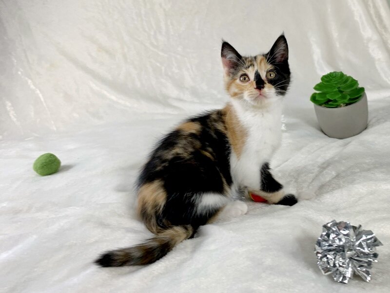 Unique Calico kitten image 2