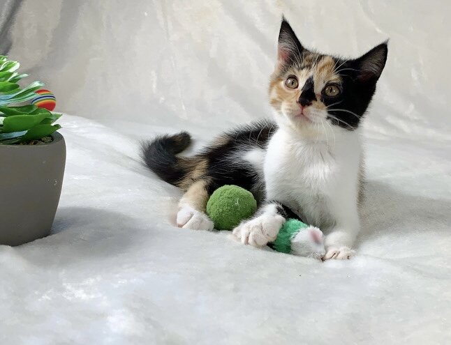 Unique Calico kitten image 3