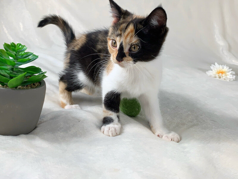 Unique Calico kitten image 4