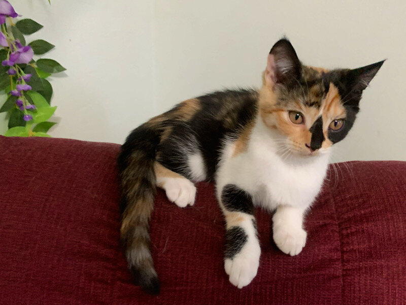 Unique Calico kitten image 7