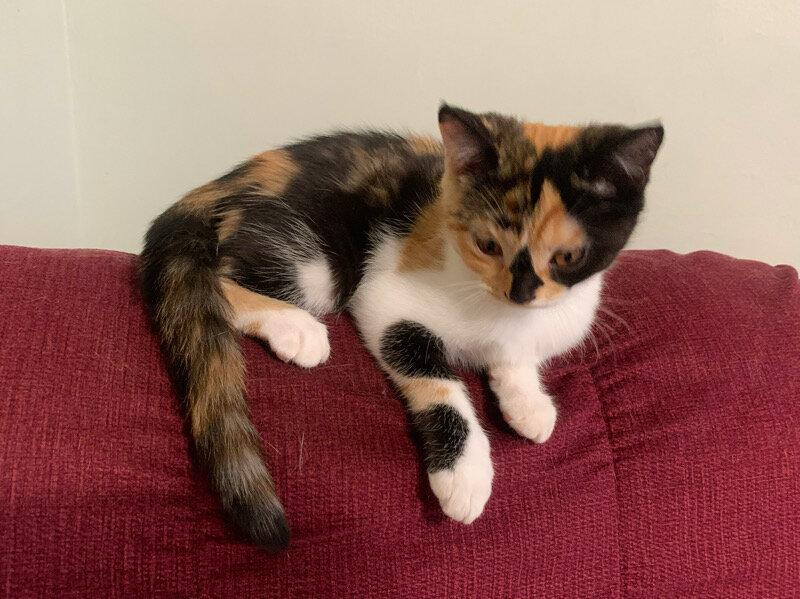 Unique Calico kitten image 8