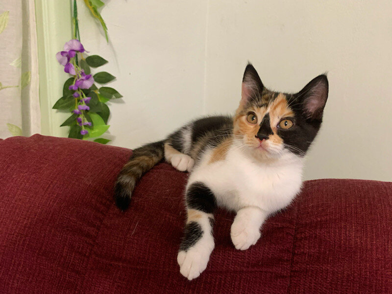 Unique Calico kitten image 6