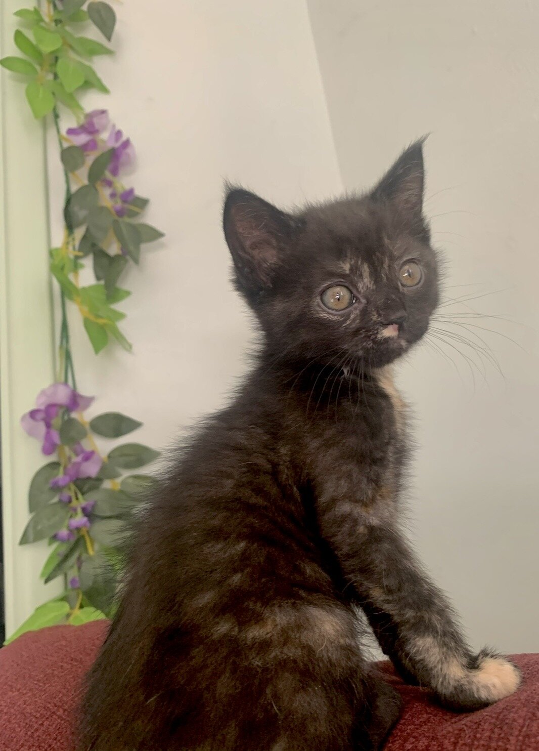 Unique tortoiseshell kitten image 2