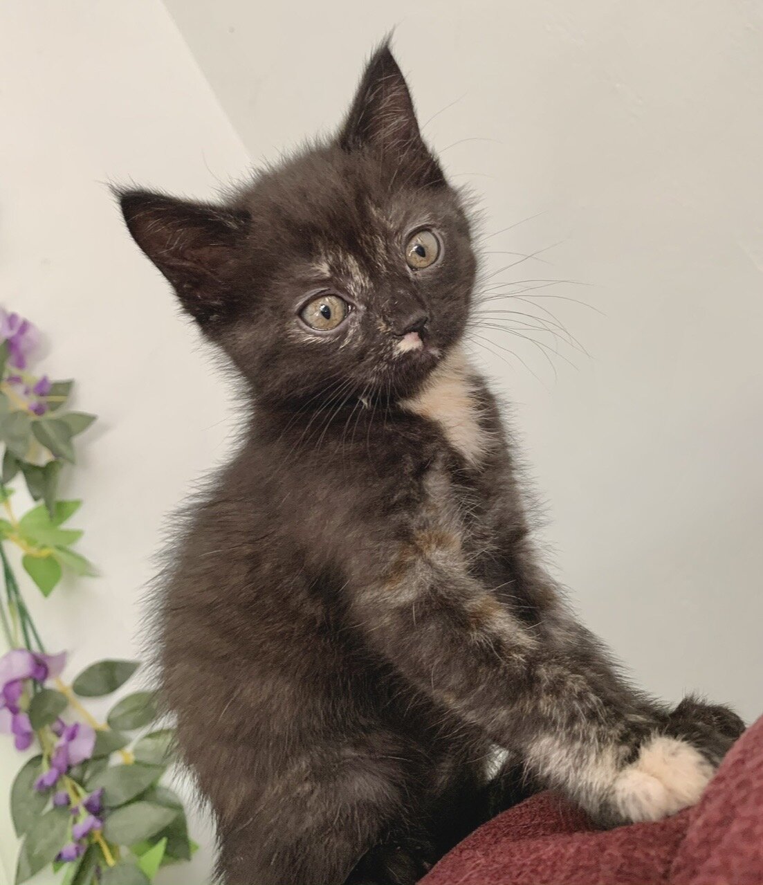 Unique tortoiseshell kitten image 3