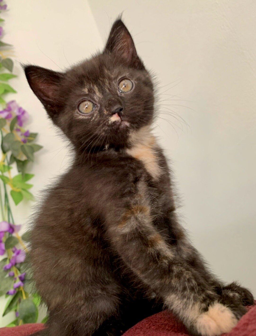 Unique tortoiseshell kitten image 1