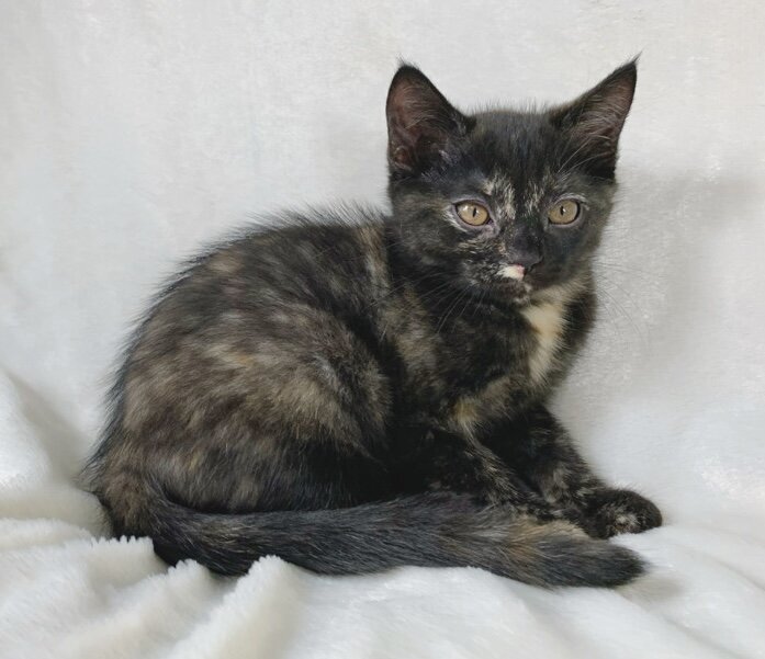 Unique tortoiseshell kitten image 5