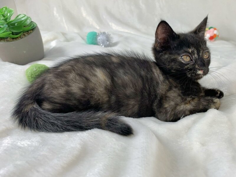 Unique tortoiseshell kitten image 8