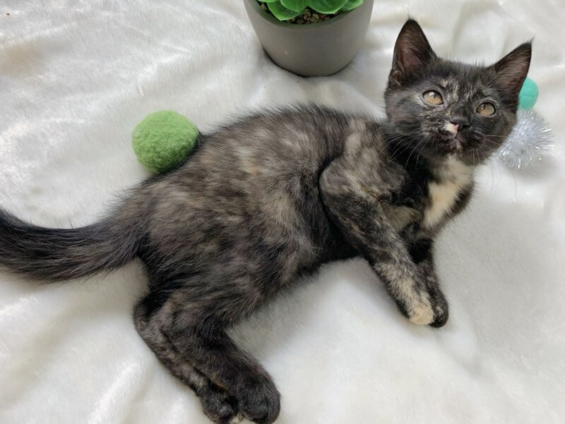 Unique tortoiseshell kitten image 7