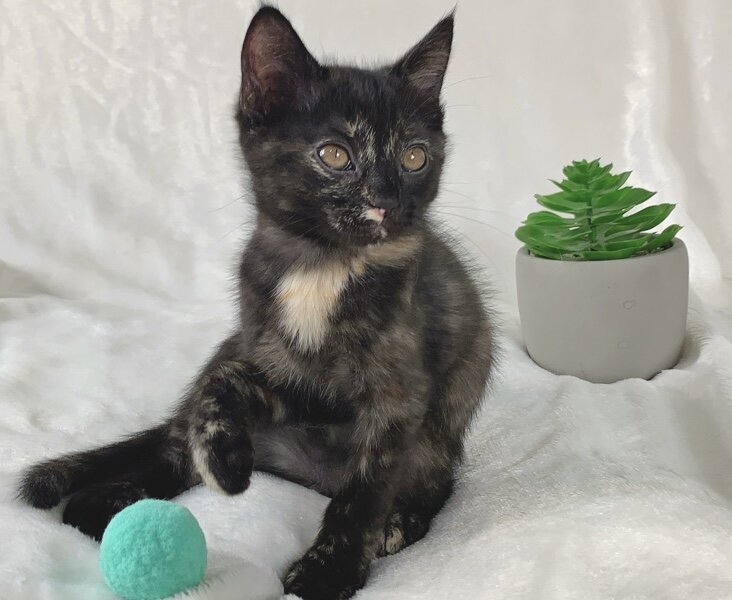Unique tortoiseshell kitten image 6