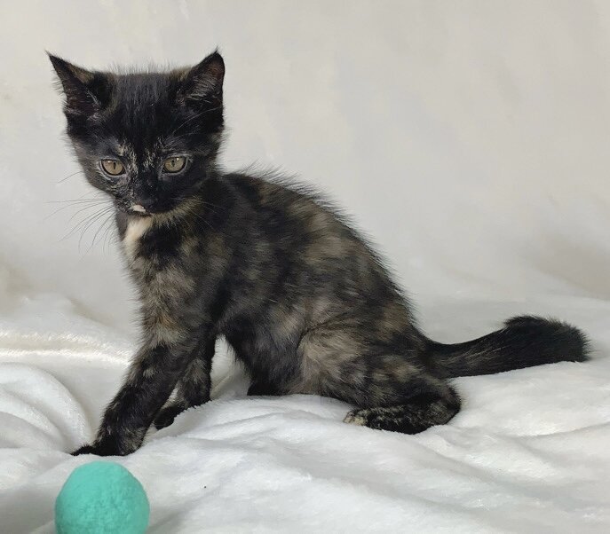Unique tortoiseshell kitten image 9
