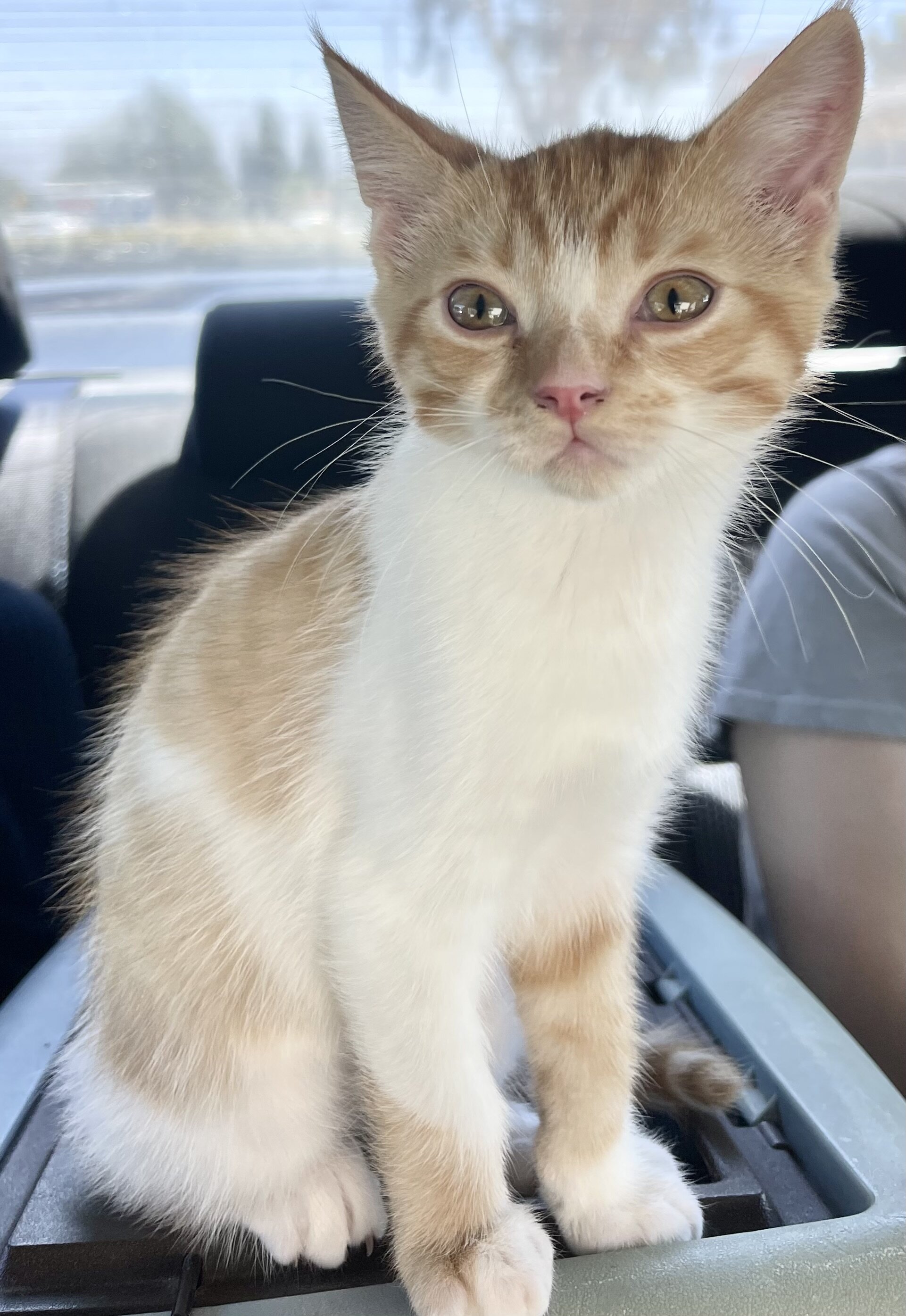 Adorable kitten image 2