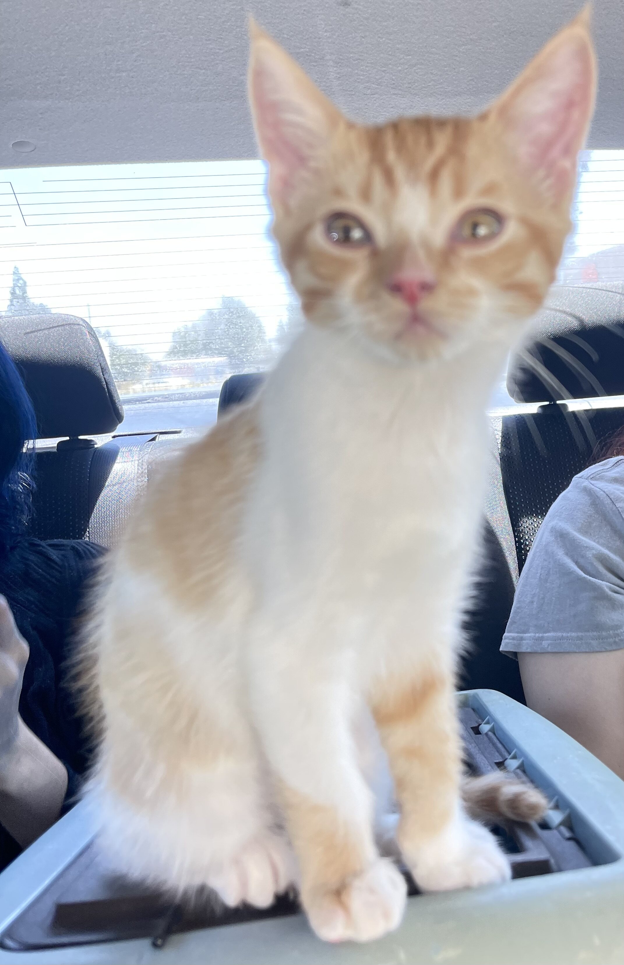 Adorable kitten image 6