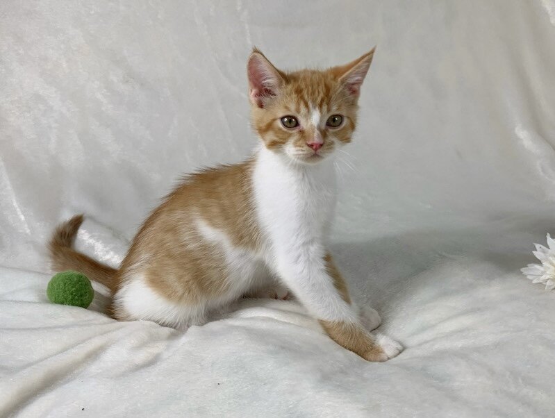 Adorable kitten image 10