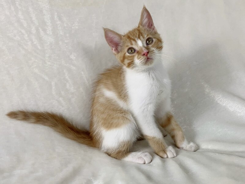 Adorable kitten image 1