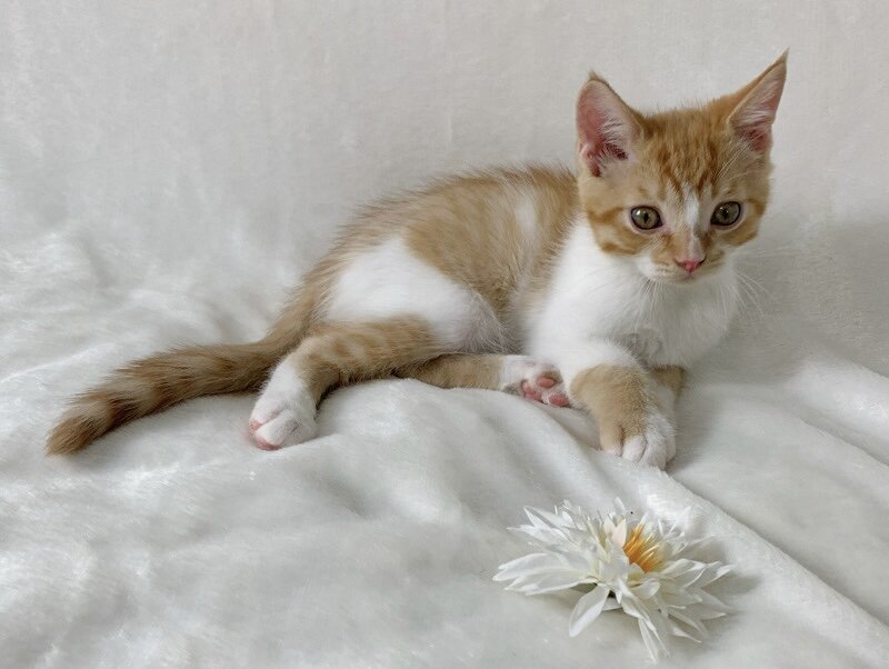 Adorable kitten image 8